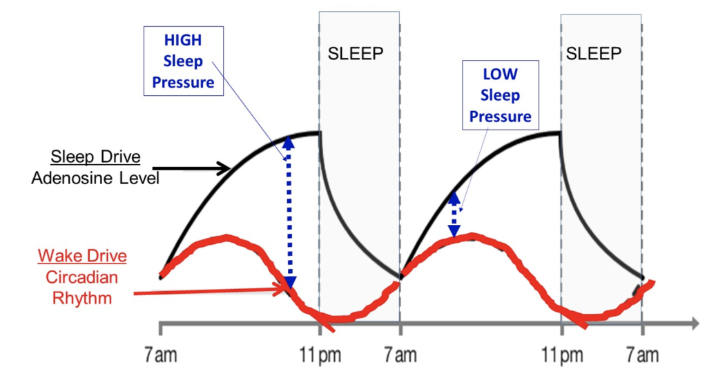 the sleep drive vs the wake drive