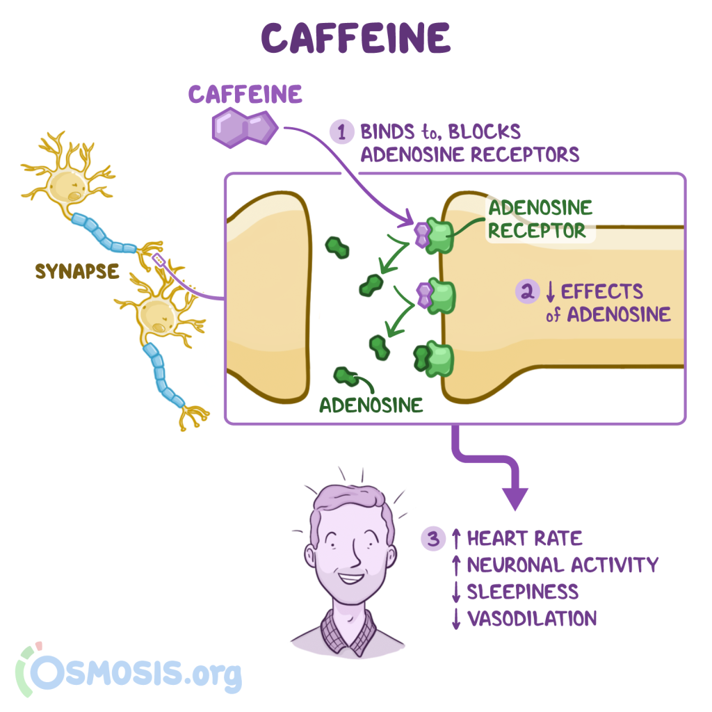 the mechanism of how caffeine blocks adenosine and decreases your sleep drive