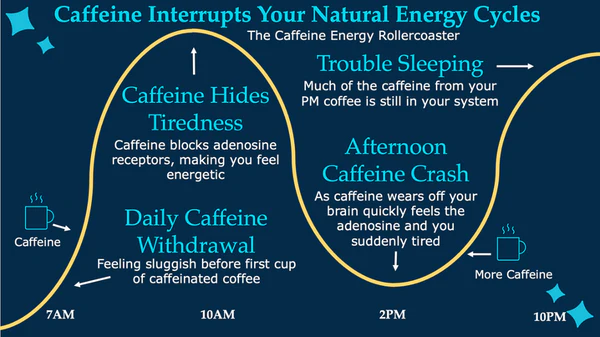 how caffeine interrupts your natural energy cycle 